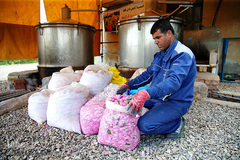 برداشت گل محمدی از مزارع موقوفه آستان مقدس حضرت معصومه(س)