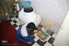 برداشت گل محمدی از مزارع موقوفه آستان مقدس حضرت معصومه(س)