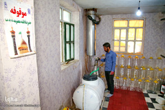 برداشت گل محمدی از مزارع موقوفه آستان مقدس حضرت معصومه(س)