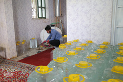 برداشت گل محمدی از مزارع موقوفه آستان مقدس حضرت معصومه(س)