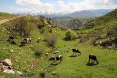 منطقه گردشگری "یوزباشلو" و قلعه "قراچه جالو "در اهر