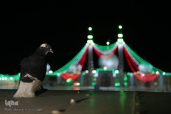 تهیه و توزیع ۱۰۰۰ بسته معیشتی بسیج دانشجویی قم