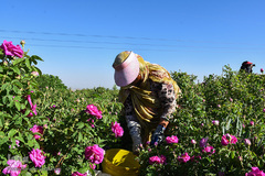 برداشت گل‌محمدی در آذربایجان شرقی