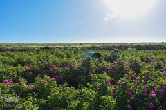 برداشت گل‌محمدی در آذربایجان شرقی