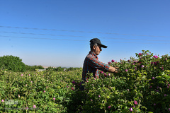 برداشت گل‌محمدی در آذربایجان شرقی
