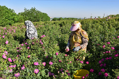 برداشت گل‌محمدی در آذربایجان شرقی