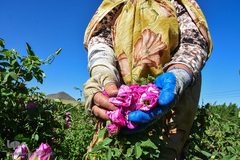 برداشت گل‌محمدی در آذربایجان شرقی