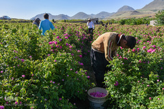 برداشت گل‌محمدی در آذربایجان شرقی