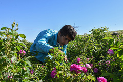 برداشت گل‌محمدی در آذربایجان شرقی