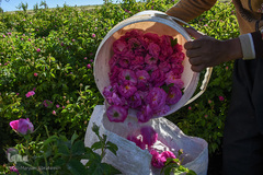 برداشت گل‌محمدی در آذربایجان شرقی