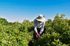 برداشت گل‌محمدی در آذربایجان شرقی