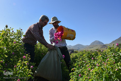 برداشت گل‌محمدی در آذربایجان شرقی