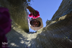 برداشت گل‌محمدی در آذربایجان شرقی