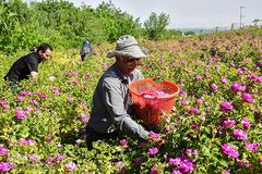 برداشت گل‌محمدی در آذربایجان شرقی