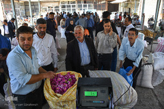 برداشت گل‌محمدی در آذربایجان شرقی