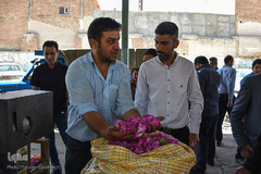 برداشت گل‌محمدی در آذربایجان شرقی