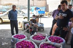 برداشت گل‌محمدی در آذربایجان شرقی