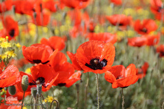 دشت شقایق های وحشی منطقه ارسباران