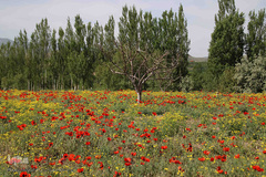 دشت شقایق های وحشی منطقه ارسباران