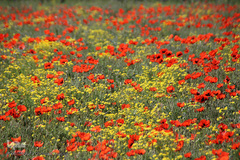 دشت شقایق های وحشی منطقه ارسباران