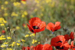 دشت شقایق های وحشی منطقه ارسباران