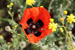 دشت شقایق های وحشی منطقه ارسباران