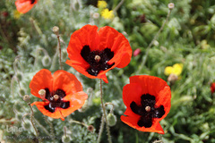 دشت شقایق های وحشی منطقه ارسباران