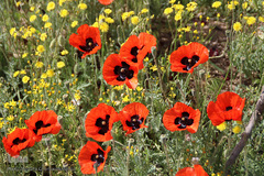 دشت شقایق های وحشی منطقه ارسباران