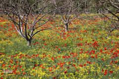 دشت شقایق های وحشی منطقه ارسباران