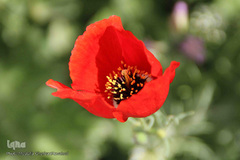 دشت شقایق های وحشی منطقه ارسباران