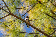 تازه‌شدن نفس طبیعت و حیات‌وحش زیر سایه شیوع کرونا