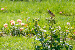 تازه‌شدن نفس طبیعت و حیات‌وحش زیر سایه شیوع کرونا