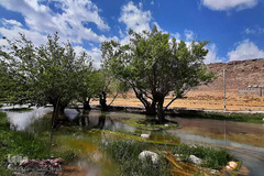 تازه‌شدن نفس طبیعت و حیات‌وحش زیر سایه شیوع کرونا