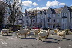 تازه‌شدن نفس طبیعت و حیات‌وحش زیر سایه شیوع کرونا