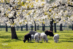 تازه‌شدن نفس طبیعت و حیات‌وحش زیر سایه شیوع کرونا