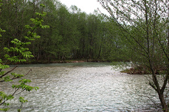 تازه‌شدن نفس طبیعت و حیات‌وحش زیر سایه شیوع کرونا