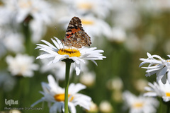 تازه‌شدن نفس طبیعت و حیات‌وحش زیر سایه شیوع کرونا