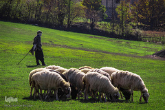 تازه‌شدن نفس طبیعت و حیات‌وحش زیر سایه شیوع کرونا