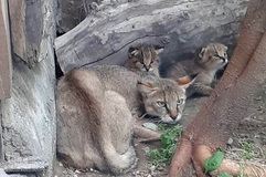 افزایش زاد و ولد در باغ وحش طی ایام قرنطینه