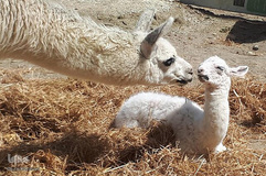 افزایش زاد و ولد در باغ وحش طی ایام قرنطینه