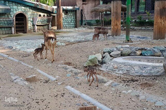 افزایش زاد و ولد در باغ وحش طی ایام قرنطینه