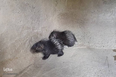 افزایش زاد و ولد در باغ وحش طی ایام قرنطینه