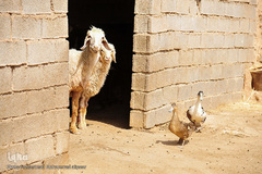 طرح آبرسانی به غیزانیه