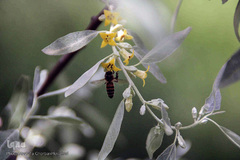 تولید زنبور عسل در منطقه ارسباران