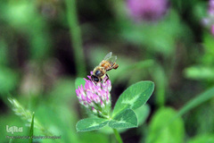 تولید زنبور عسل در منطقه ارسباران