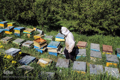 تولید زنبور عسل در منطقه ارسباران