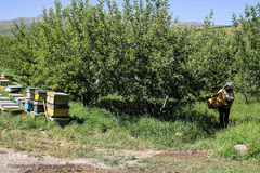 تولید زنبور عسل در منطقه ارسباران