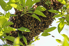 تولید زنبور عسل در منطقه ارسباران