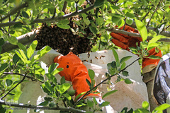 تولید زنبور عسل در منطقه ارسباران