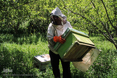 تولید زنبور عسل در منطقه ارسباران